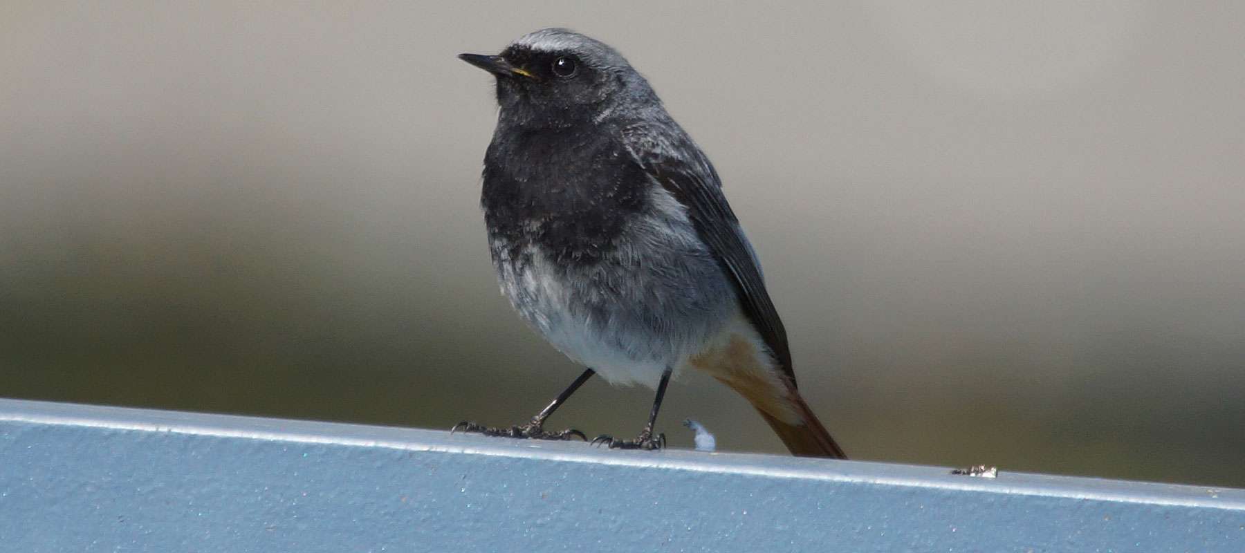 Männlicher Hausrotschwanz (Phoenicurus ochruros), © Gaby Schulemann-Maier