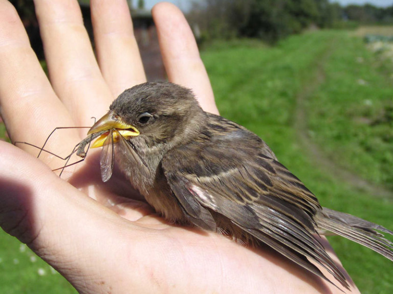 Körnerfresser - Wildvogelhilfe.org