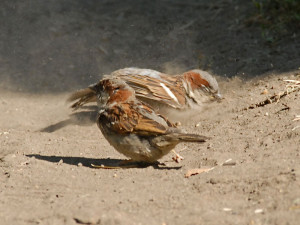 Haussperlinge beim Staubbad, in Sand baden diese Vögel ebenfalls sehr gern, © TCDavis via Flickr