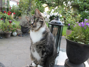 Terrassen und Gärten ziehen oft auch Freigänger-Katzen aus der Nachbarschaft magisch an, was für die Wildvögel leider oft problematisch ist. © Geisteskerker / Pixabay
