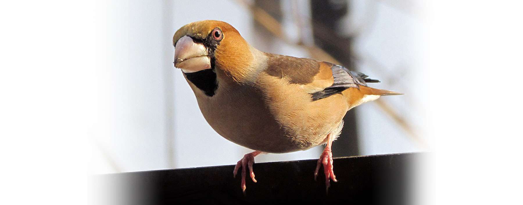 Kernbeißer (Coccothraustes coccothraustes), © zinka / Pixabay