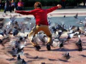 Tauben aufzuschrecken, ist für viele Kinder ein beliebter Zeitvertreib, unter dem die Tiere leiden, © JoaquinAranoa / Pixabay