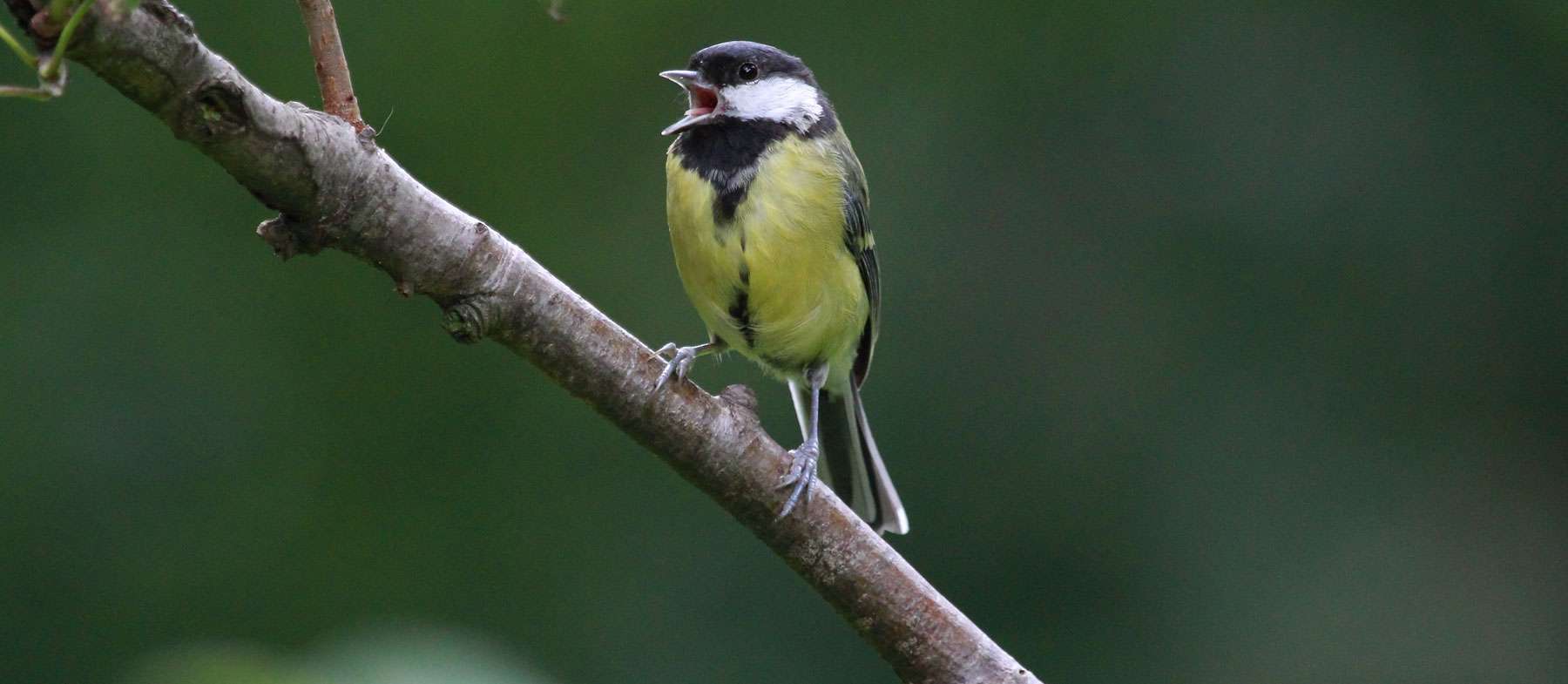 Kohlmeise (Parus major), © ginger / Pixabay