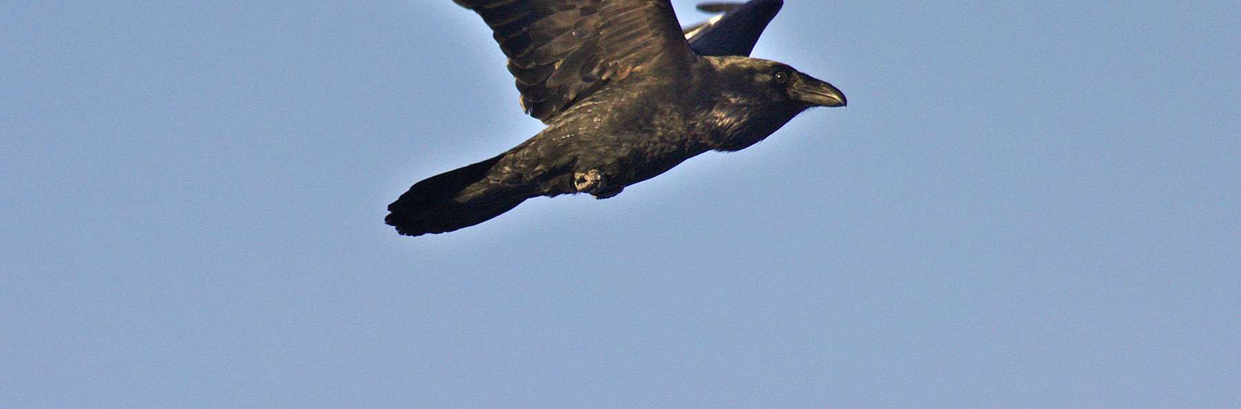 Kolkrabe (Covus corax), © hjorleifur / Pixabay