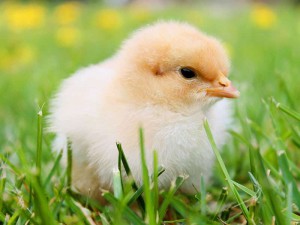 Zu Ostern sollte man keine lebenden Tiere und erst recht keine Küken verschenken, © 25891 / Pixabay