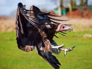 Vor der Landung strecken Geier ihre Beine aus und winkeln die Flügel an, © Neil Howard via Flickr