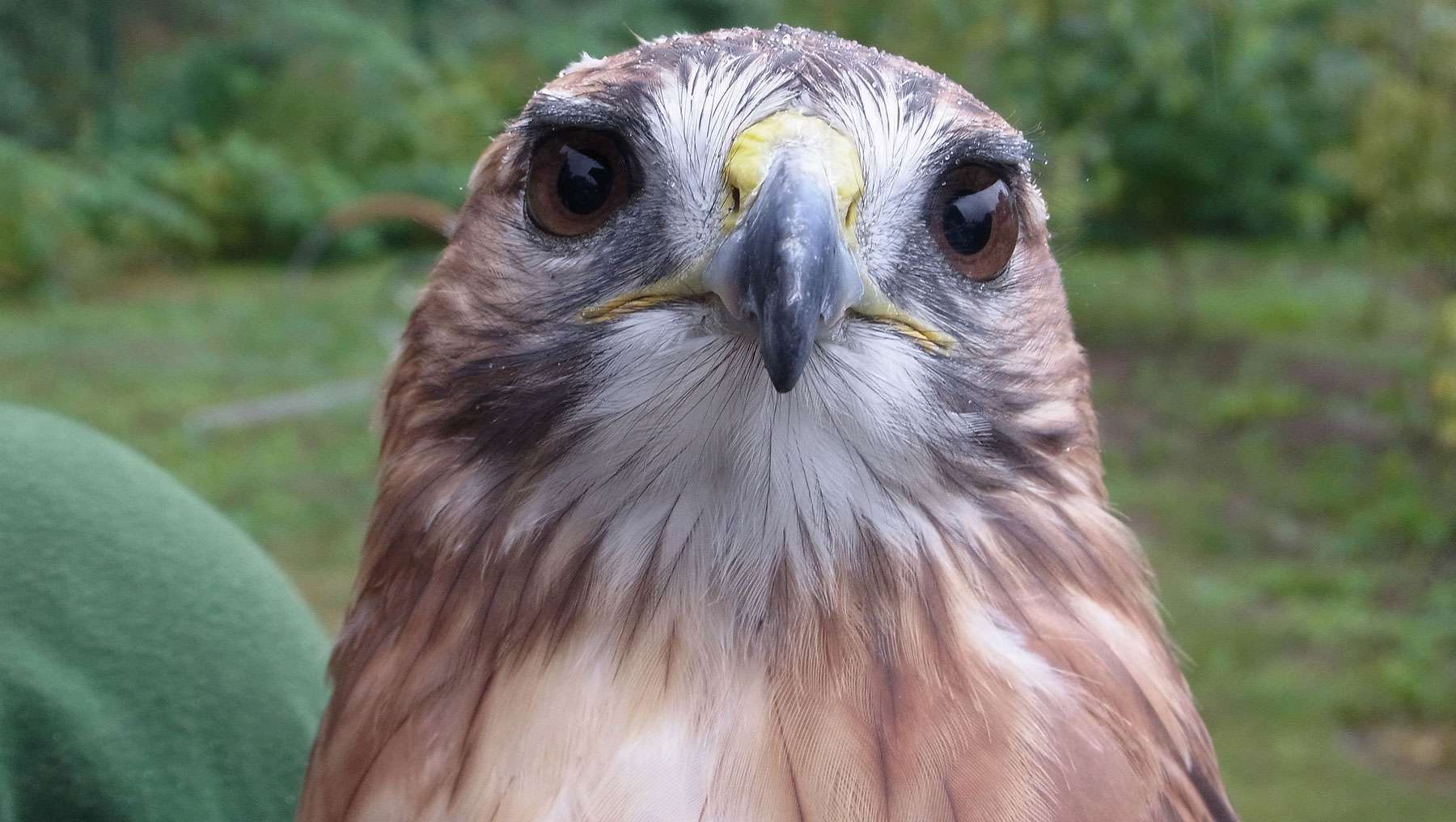 Mäusebussard (Buteo buteo), © Gaby Schulemann-Maier