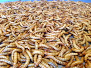 Mehlwürmer sind für einige Vögel im Winter ein gutes Futter, sie nehmen auch getrocknete Mehlwürmer gern an, © OakleyOriginals via Flickr