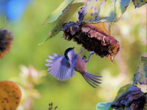 Mit Sonnenblumen kann man relativ schnell Vögel in einen naturnahen Garten locken, © Schanin / Pixabay