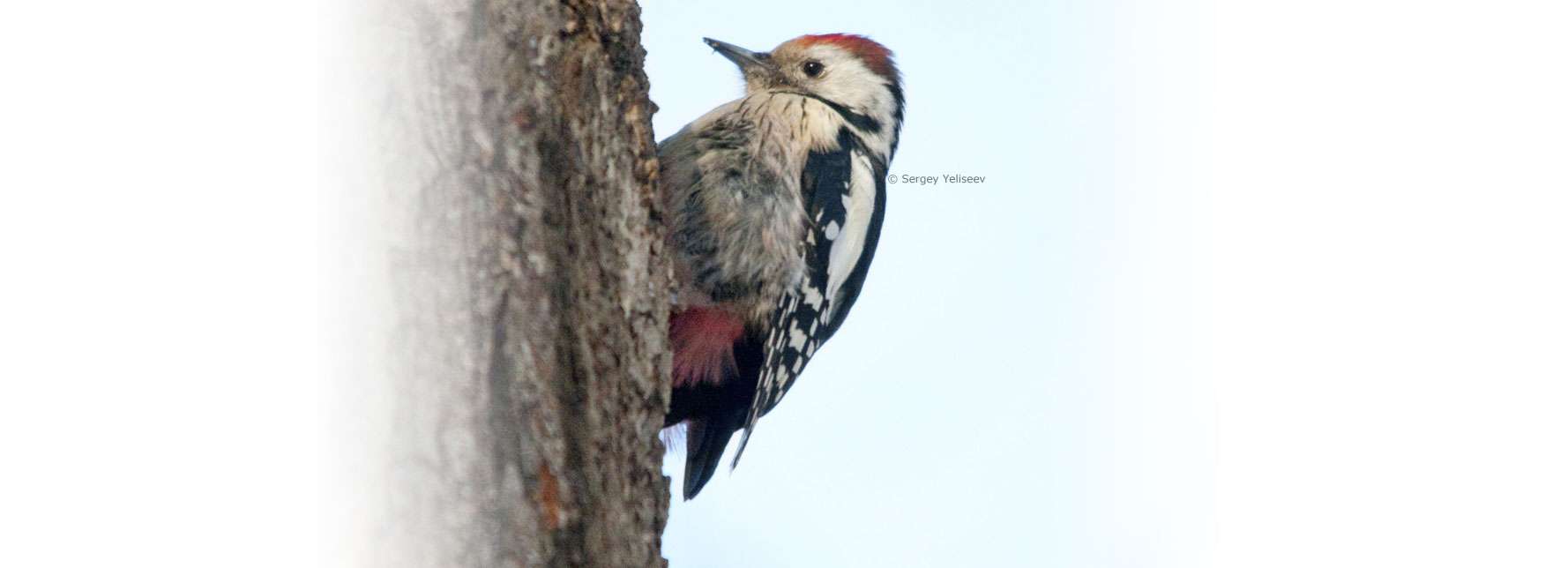 Mittelspecht (Dendrocopos medius), © Sergey Yeliseev via Flickr