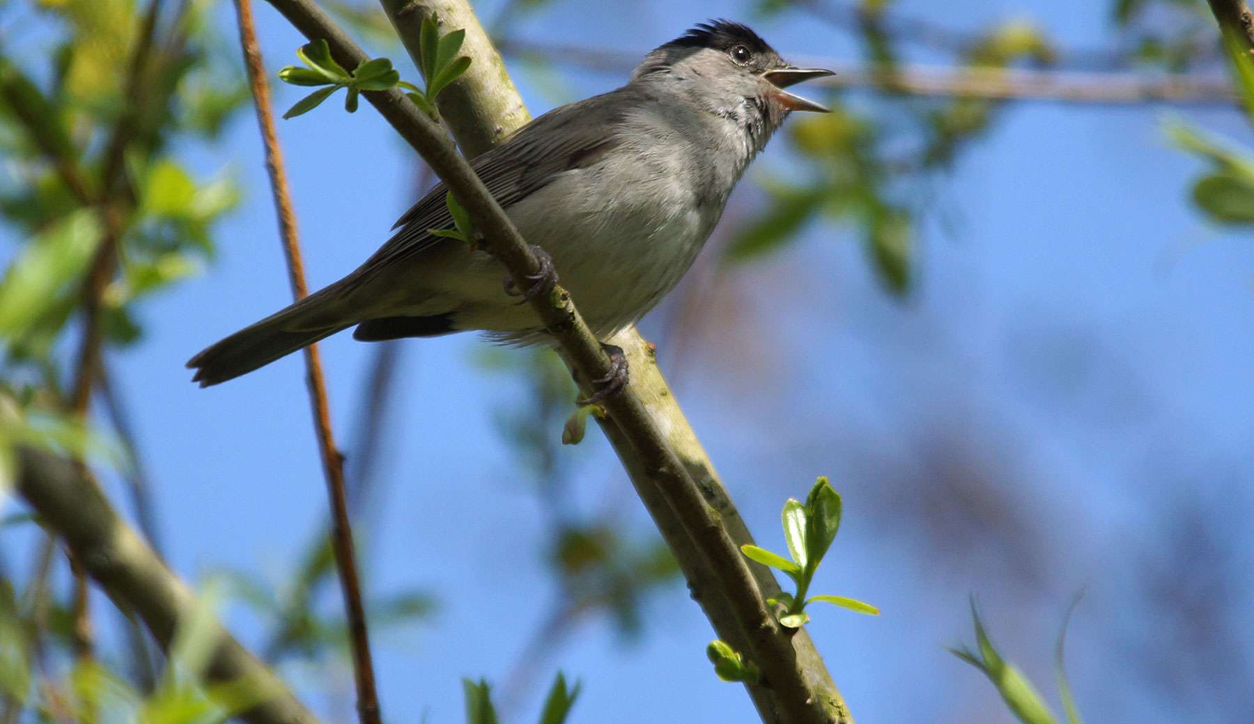 Männliche Mönchsgrasmücke (Sylvia atricapilla), © Gaby Schulemann-Maier