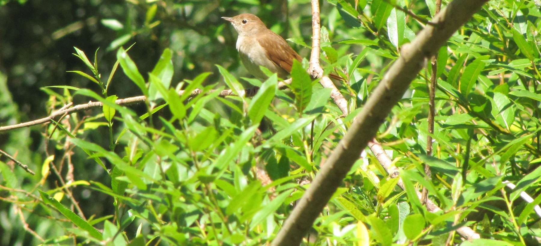 Nachtigall (Luscinia megarhynchos), © Gaby Schulemann-Maier