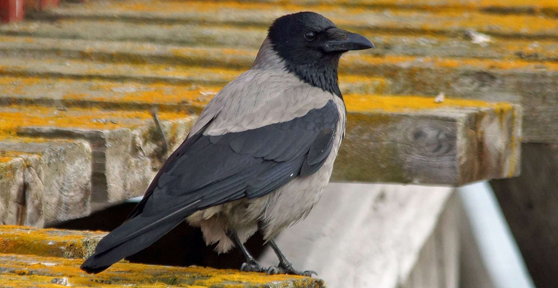 Nebelkrähe (Corvus cornix), © Gaby Schulemann-Maier