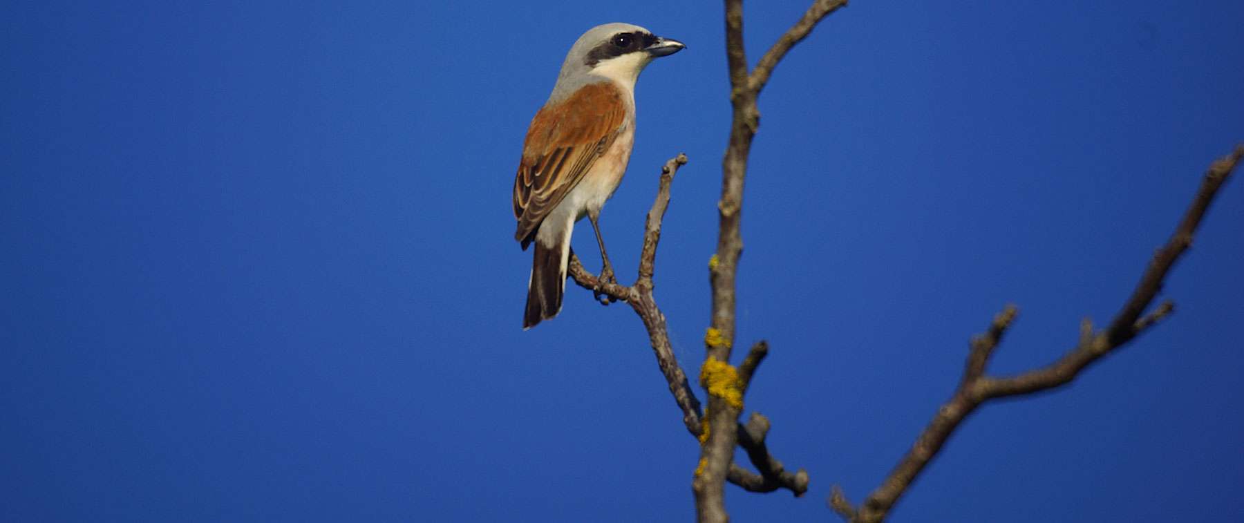 Männlicher Neuntöter (Lanius collurio), © Gaby Schulemann-Maier