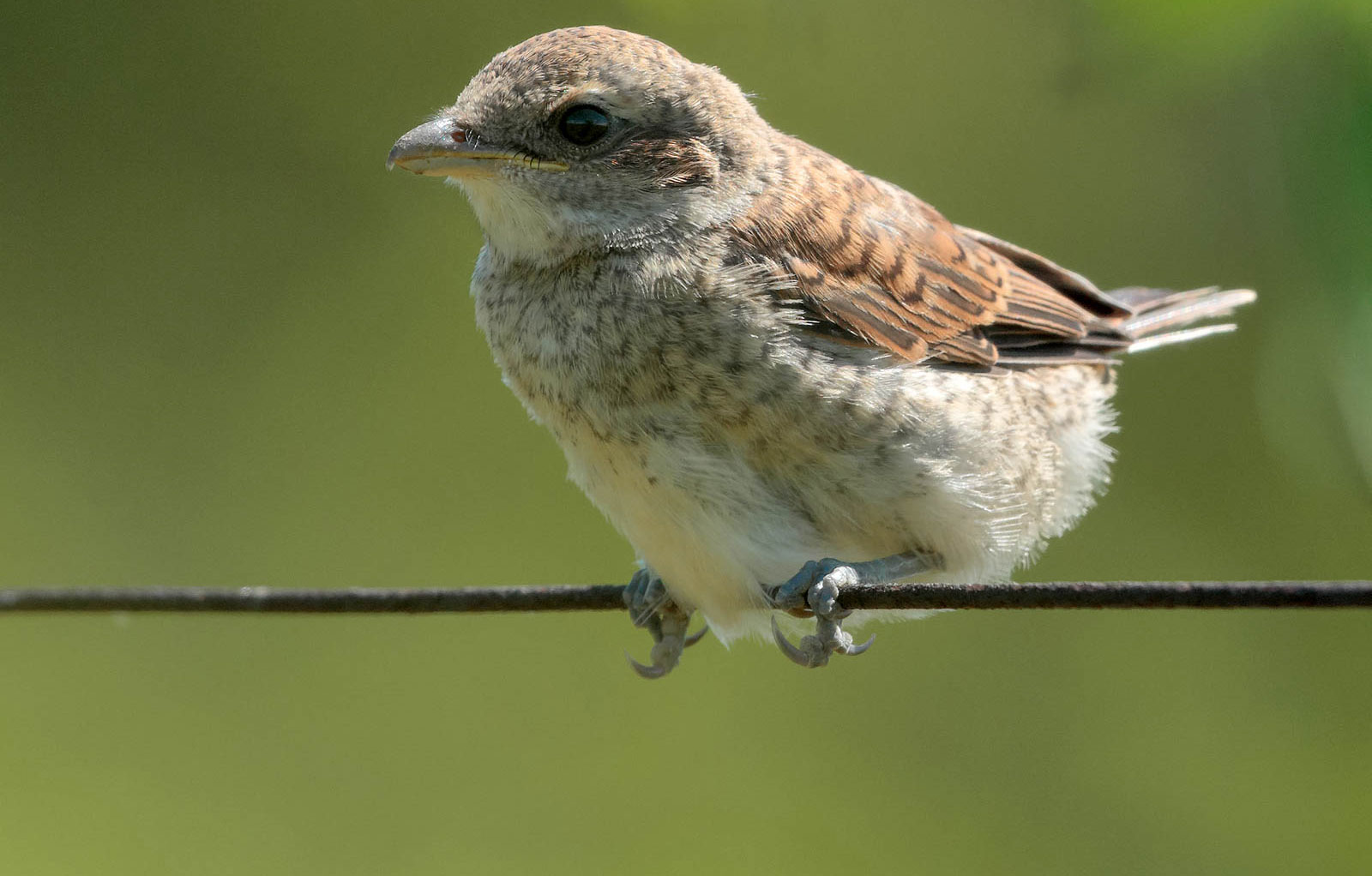 Jugendlicher Neuntöter, © Radovan Václav via Flickr