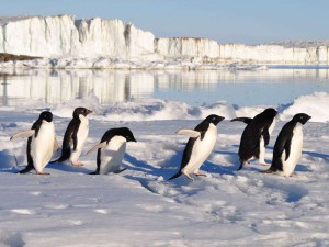 Pinguine haben einen natürlichen Wärmetauscher aus Blutgefäßen in den Beinen, der effizient verhindert, dass die Vögel über die Füße zu viel Körperwärme verlieren oder am Boden festfrieren, © derdento / Pixabay
