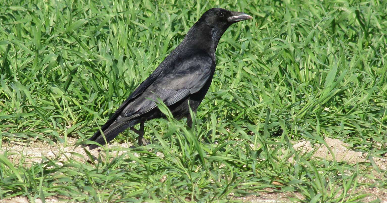 Rabenkrähe (Corvus corone), © Gaby Schulemann-Maier