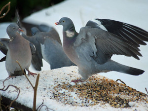 Ringeltauben nehmen im Winter gern verschiedene Sämereien, Nüsse und Fettfutter zu sich - und streiten dabei auch mal mit ihresgleichen, © Dougie Nisbet via Flickr