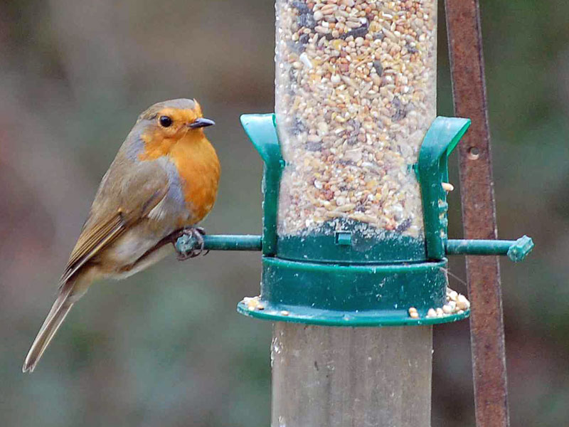 Wildvögel füttern: Infos & Tipps zur Ganzjahresfütterung