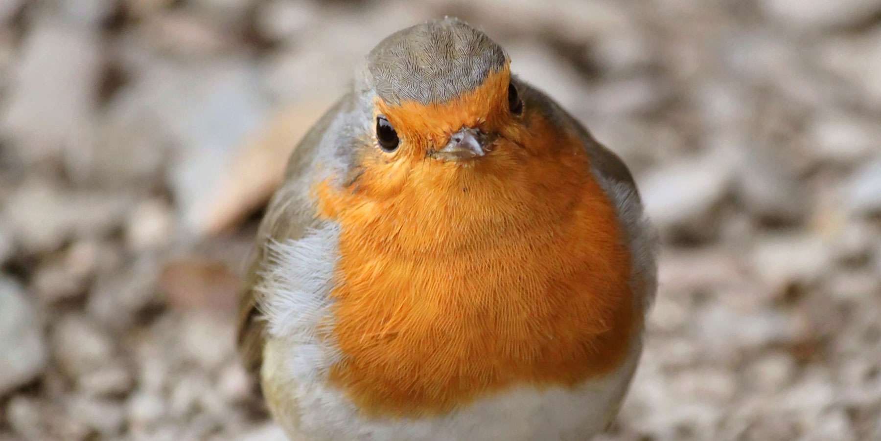 Rotkehlchen (Erithacus rubecula), © cocoparisienne / Pixabay