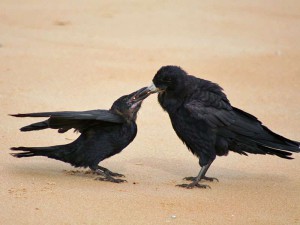 Junge Saatkrähe (links) wird von einem Altvogel gefüttert, © John Haslam via Flickr