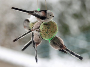 Eine Schwanzmeise kommt selten allein zum Futterplatz - diese Vögel fressen Meisenknöden und Co. am liebsten in kleinen Gruppen, © Lothar Brockmöller via naturgucker.de