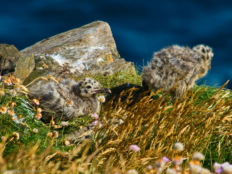 Silberm we Larus Argentatus Wildvogelhilfe Silberm we Larus Argentatus Wildvogelhilfe