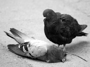 Tauben gehen sehr innige Bindungen ein und trauern lange um ihre verstorbenen Partner, © jens.lilienthal via Flickr