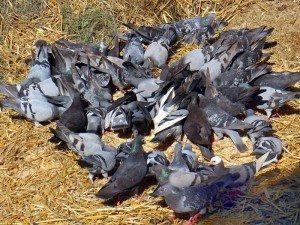 Taubenfütterung, © Antranias / Pixabay