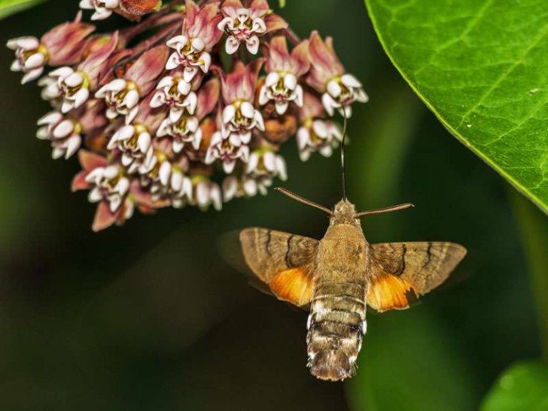 Kolibris in Deutschland?