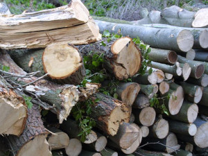 Totholzstapel sollten in einem naturnah gestalteten Garten als Kleinlebensraum nicht fehlen, © HC via Flickr