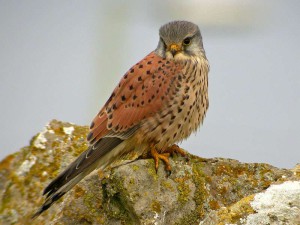 Turmfalken (Falco tinnunculus) sind Standvögel und verweilen somit das gesamte Jahr über in derselben Gegend, © Paul Roberts via Flickr
