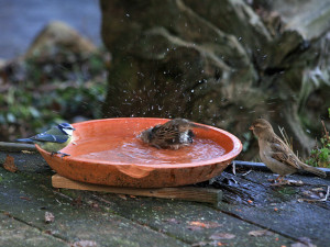 Ein Platz zum Trinken und Baden ist für Vögel auch im Winter sehr wichtig, © Ch. Kuchem / Pixelio.de