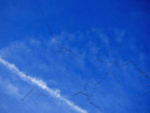 Im Spätwinter und Frühling sowie im Herbst ziehen unzählige Vögel über den europäischen Himmel, © YvonneH / Pixabay