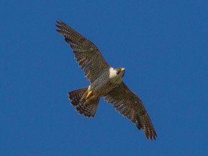 Wanderfalke (Falco peregrinus), © Ron Knight via Flickr