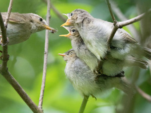 Junge Zilpzalpe (Ästlinge) werden von einem Altvogel gefüttert, © Thomas Erichsen