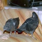 Junge Tauben werden selbstständig
