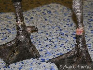 Entzündungen und Verletzungen verursacht durch Abschnürungen an den Beinen einer Kanadagans, © Sylvia Urbaniak