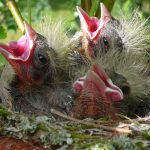 Nestlinge und Ästlinge unterscheiden