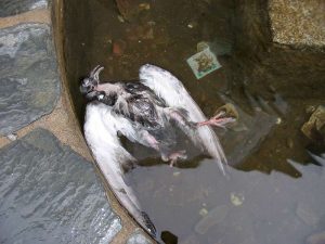 Ein trauriger Anblick: eine in einem Brunnen ertrunkene Taube, © Gaby Schulemann-Maier