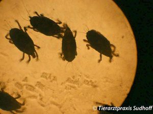 Federkielmilben unter einem Mikroskop betrachtet, © Tierarztpraxis Sudhoff