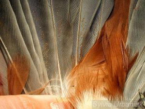 Federmilben auf den Schwanzfedern eines Seidenschwanzes, © Sylvia Urbaniak