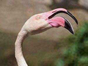 Beim Flamingo ist der Schnabel asymmetrisch und geknickt, © Gaby Schulemann-Maier