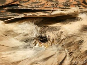 Fliegeneier in einer Brustwunde eines Turmfalken, © Sylvia Urbaniak
