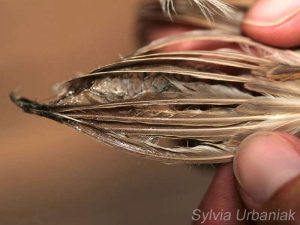 Fliegenfängerleim im Gefieder eines kleinen Singvogels, © Sylvia Urbaniak