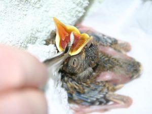 Singdrosselfütterung: Das Futtertier wird weit in den Rachen gelegt, damit es die junge Singdrossel gut schlucken kann, © Dr. Dorgrit Diepholz