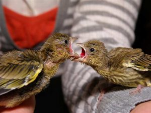 Junge Grünfinken, © Holger Rothe