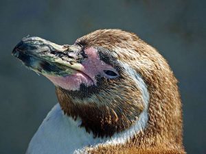 Der Schnabel der Pinguine - hier ist ein Humboldt-Pinguin (Spheniscus humboldti) zu sehen - weist innen an den Rändern kleine Zacken zum Fixieren der Beute auf, © Gaby Schulemann-Maier