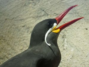 Lang und spitz ist der Schnabel der Inkaseeschwalbe (Larosterna inca), sie kann damit besonders leicht Fisch fangen, © Gaby Schulemann-Maier