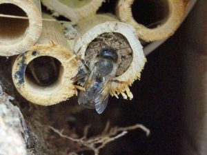 Eine Wildbiene an einem Insektenhotel, © Gaby Schulemann-Maier